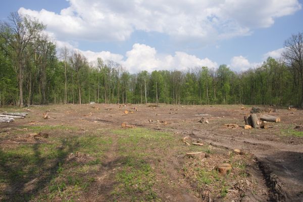 Cost of Pasture Clearing in Bountiful