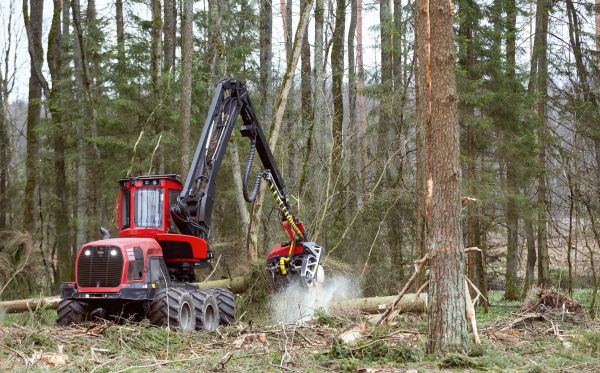 Cost of Forest Clearance Service in Bountiful