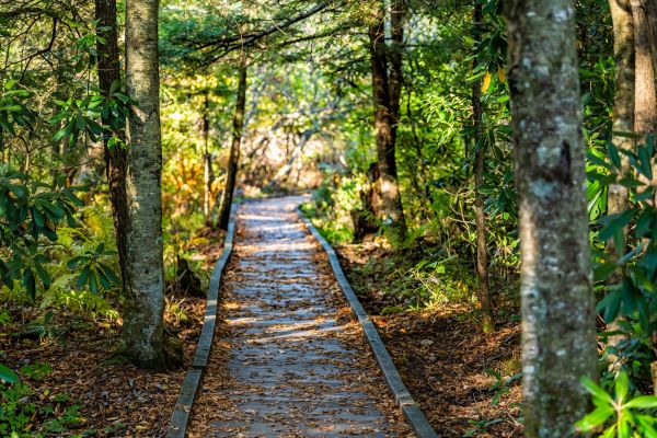 Cost of Trail Clearing in Bountiful